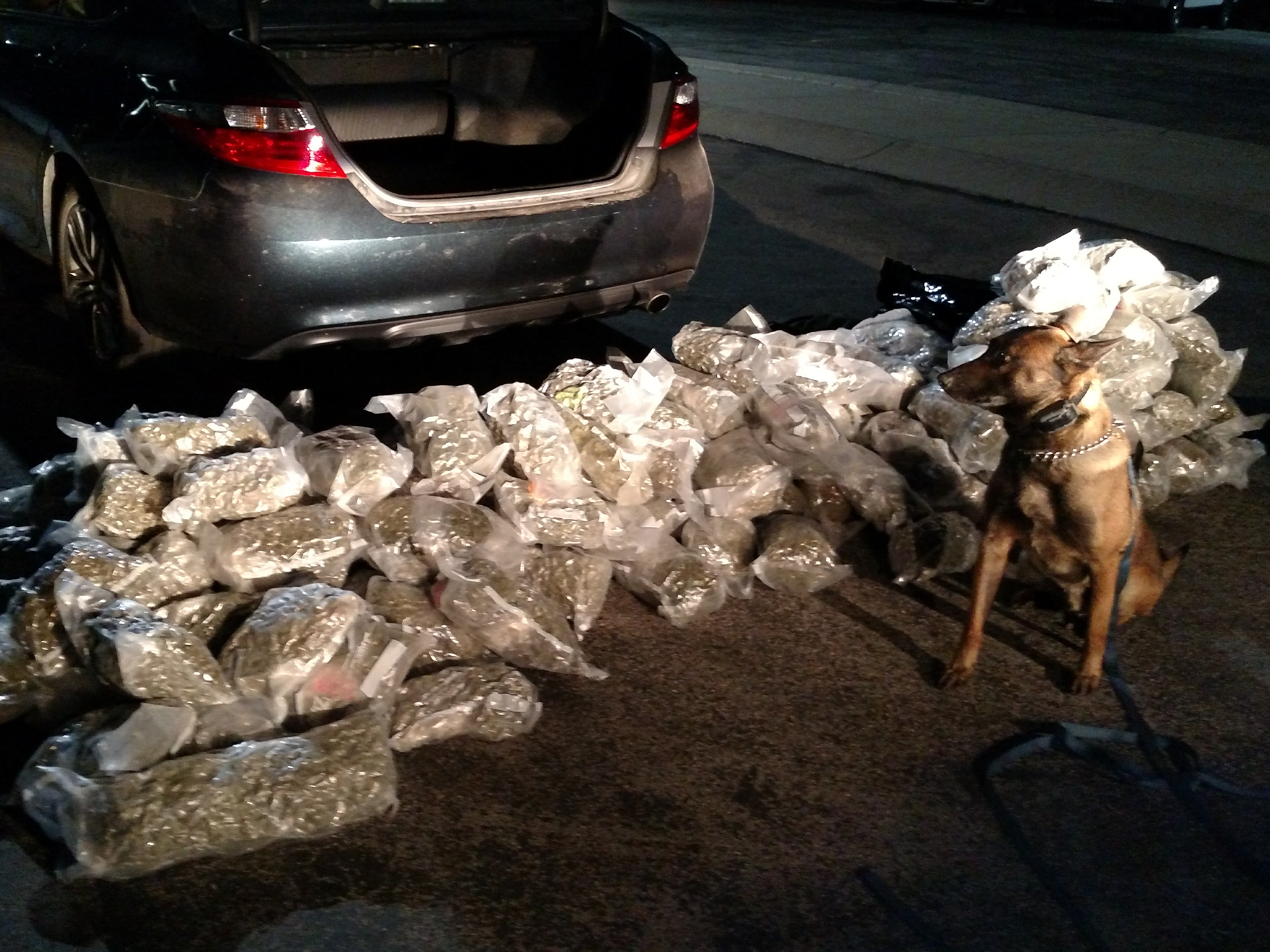 A UHP K9 stands in front of a pile of bags of vacuum packed marijuana.